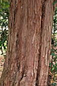 Yew (Taxus baccata) trunk