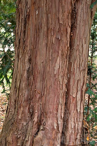 Yew_Taxus_baccata_trunk