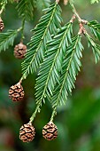 Redwood (Sequoia sempervirens) cones