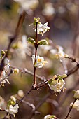 Winter-flowering honeysuckle (Lonicera fragrantissima)