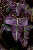 Purple-leaved ivy (Hedera helix Atropurpurea) in winter, France