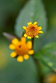 Acmella sp., Sao Paulo State, Brazil