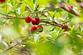 Acerola cherry (Malpighia emarginata), Parnaiba Delta, Maranhao, Brazil