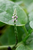 Malabar spinach (Basella alba) flowers with ants, Parnaiba delta, Maranho, Brazil