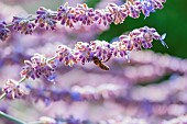 Honeybee (Apis mellifera) gathering nectar from flowers of Russian sage (Perovskia atriplicifolia)