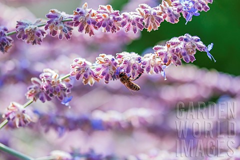Honeybee_Apis_mellifera_gathering_nectar_from_flowers_of_Russian_sage_Perovskia_atriplicifolia