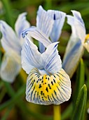 Netted iris hybrid Katharine Hodgkin, Europe, Central Europe, Germany