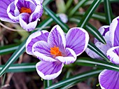 Crocus (Crocus vernus), variety Pickwick, Europe, Central Europe, Germany