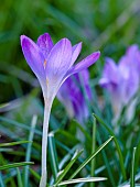 Woodland crocus, Crocus tommasinianus. Europe, Central Europe, Germany