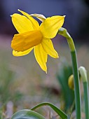 Cyclamen flowerd daffodil (Narcissus cyclamineus) variety February Gold. Europe, Central Europe, Germany