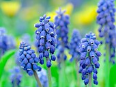 Armenian grape hyacinth (Muscari armeniacum). Europe, Central Europe, Germany