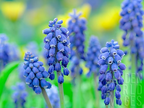 Armenian_grape_hyacinth_Muscari_armeniacum_Europe_Central_Europe_Germany