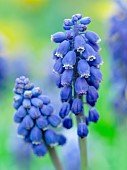 Armenian grape hyacinth (Muscari armeniacum). Europe, Central Europe, Germany