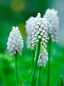 White grape hyacinth Muscari botryoides variety album Europe, Central Europe, Germany