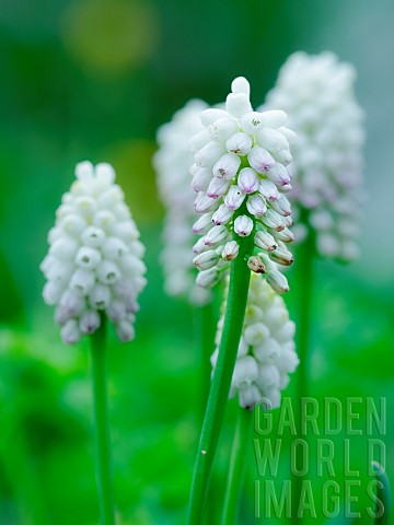 White_grape_hyacinth_Muscari_botryoides_variety_album_Europe_Central_Europe_Germany