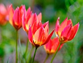 Tulip (Tulipa) variety Little Princess. Europe, Central Europe, Germany