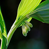 Eurasian Solomons Seal (Polygonatum multiflorum). Europe, Central Europe, Germany