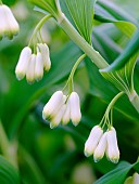 Eurasian Solomons Seal (Polygonatum multiflorum). Europe, Central Europe, Germany