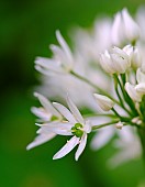 Wild Garlic (Allium ursinum). Europe, Central Europe, Germany