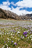 Spring crocus (Crocus vernus) is a harbinger of spring in the high mountains of the alps. It often forms flower meadows around the mountain alpes of the local farmers. Europe, Central Europe, Eastern Alps, South Tyrol, Italy