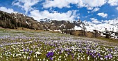 Spring crocus (Crocus vernus) is a harbinger of spring in the high mountains of the alps. It often forms flower meadows around the mountain alpes of the local farmers. Europe, Central Europe, Eastern Alps, South Tyrol, Italy