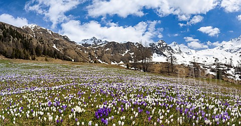 Spring_crocus_Crocus_vernus_is_a_harbinger_of_spring_in_the_high_mountains_of_the_alps_It_often_form