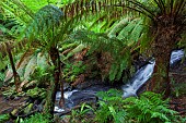 Tree Fern in Melba Gully, Great Otway National Park, Victoria, Australia. Melba Gully in the Otway Ranges is covered by dense primeval forest and is famous for the stands of Tree Ferns. Australia, Victoria