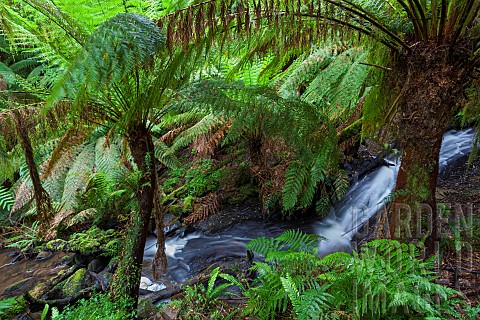 Tree_Fern_in_Melba_Gully_Great_Otway_National_Park_Victoria_Australia_Melba_Gully_in_the_Otway_Range
