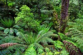 Tree Fern in Melba Gully, Great Otway National Park, Victoria, Australia. Melba Gully in the Otway Ranges is covered by dense primeval forest and is famous for the stands of Tree Ferns. Australia, Victoria