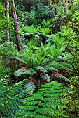 Tree Fern in Melba Gully, Great Otway National Park, Victoria, Australia. Melba Gully in the Otway Ranges is covered by dense primeval forest and is famous for the stands of Tree Ferns. Australia, Victoria