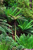 Tree Fern in Melba Gully, Great Otway National Park, Victoria, Australia. Melba Gully in the Otway Ranges is covered by dense primeval forest and is famous for the stands of Tree Ferns. Australia, Victoria