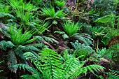 Tree Fern in Melba Gully, Great Otway National Park, Victoria, Australia. Melba Gully in the Otway Ranges is covered by dense primeval forest and is famous for the stands of Tree Ferns. Australia, Victoria