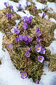 Spring Crocus (Crocus vernus) in the south tyrolian alps are the harbinger of spring in the mountains. Meadow with blooming crocus near Moelten. Europe, Central Europe, Italy, South Tyrol