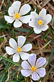 Spring Crocus (Crocus vernus) in the south tyrolian alps are the harbinger of spring in the mountains. Meadow with blooming crocus near Moelten. Europe, Central Europe, Italy, South Tyrol