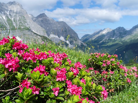 Hairy_Alpenrose_Rhododendron_hirsutum_in_the_Karwendel_mountains_europe_Central_Europe_Austria_July