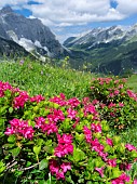 Hairy Alpenrose (Rhododendron hirsutum) in the Karwendel mountains. europe, Central Europe, Austria, July