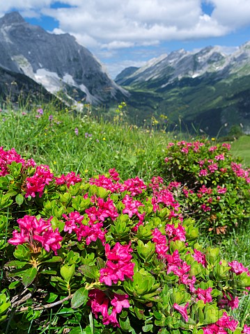 Hairy_Alpenrose_Rhododendron_hirsutum_in_the_Karwendel_mountains_europe_Central_Europe_Austria_July