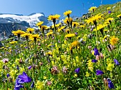 Rough Hawkbit (Leontodon hispidus) and Scheuchzers Bellflower (Campanula scheuchzeri) in full bloom, in the background the rock walls and glaciers of the Reichenspitzgruppe mountains in the Zillertal Alps. Europe, Central Europe, Austria, July