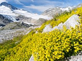 yellow whitlow-grass ( draba aizoides ), altitude 2800m in the National Park Hohe Tauern at the beginning of autumn. The National Park Hohe Tauern is protecting a high mountain environment with its characteristic landforms, wildlife and vegetation. Europe, Central Europe, Austria, Salzburg, August