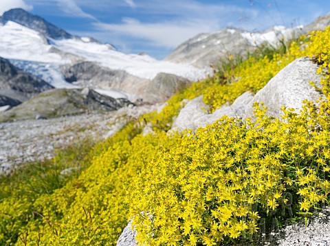 yellow_whitlowgrass__draba_aizoides__altitude_2800m_in_the_National_Park_Hohe_Tauern_at_the_beginnin