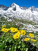 Doronicum (Doronicum grandiflorum), NP Hohe Tauern, in the background the Reichenspitz range of the Zillertal alps. europe, central europe, Austria, Tyrol, August