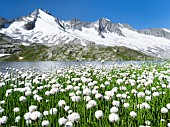 White cottongrass or Scheuchzers cottongrass (Eriophorum scheuchzeri),NP Hohe Tauern, in the background the Reichenspitz range of the Zillertal alps. europe, central europe, Austria, Tyrol, August