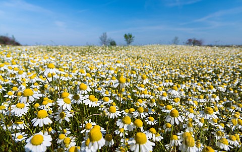 Chamomile_Matricaria_chamomilla_Hortobagy_National_Park_Camomile_is_typical_for_the_hungarian_lowlan