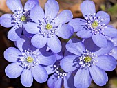 Liverwort, also called Common Hepatica, Kidneywort, Pennywort (Hepatica nobilis or Anemone hepatica) in full bloom in the Eastern Alps of central Europe. Europe, central europe, Germany, Bavaria, April