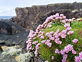 Thrift or sea Thrift or Sea Pink (Armeria Maritima), Shetland Islands. Europe, northern europe, great britain, scotland, Shetland Islands, June