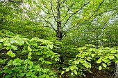 Fagus silvatica, Lagarde dApt beech forest, Luberon, Vaucluse, France