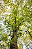 Fagus silvatica, Lagarde dApt beech forest, Luberon, Vaucluse, France