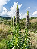 Giant Lobelia (Lobelia aberdarica) in the Aberdare National Park. Africa, East Africa, Kenya, Aberdare National Park, December