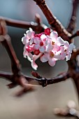 Bodnant viburnum (Viburnum x bodnantense), flowers