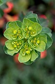 Sun spurge (Euphorbia helioscopia), Gard, France